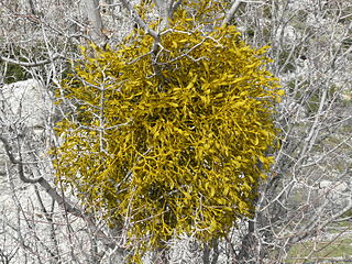 Mistletoe from Wikipedia